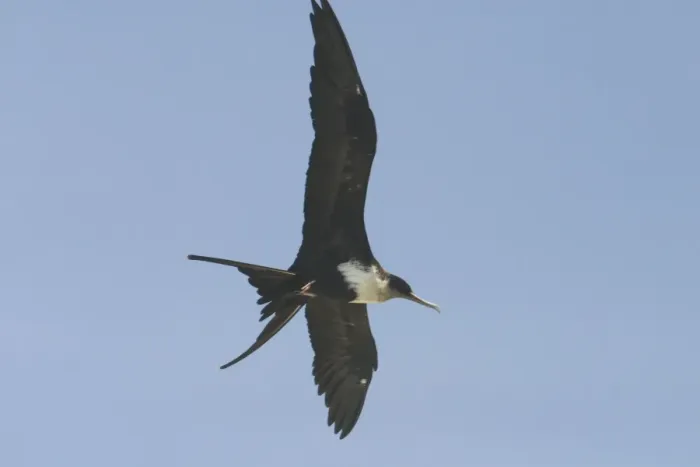 Framed Print : Great Frigatebird - female in flight. At Pulu Keeling National Park, Cocos (Keeling) Islands, Indian Ocean. Pulu Keeling is Australia's smallest and most western National Park Framed Print : Great Frigatebird - female in flight. At Pulu Keeling National Park, Cocos (Keeling) Islands, Indian Ocean. Pulu Keeling is Australia's smallest and most western National Park