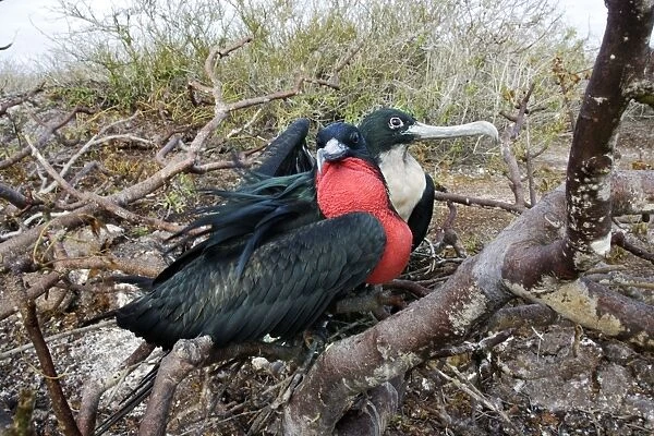 Great Frigatebird. Genovesa island. Galapagos islands