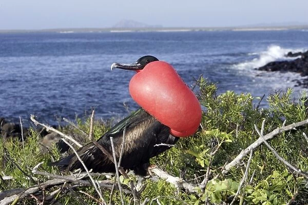 Great Frigatebird - with inflated throat. Isla Lobos - Galapagos Islands