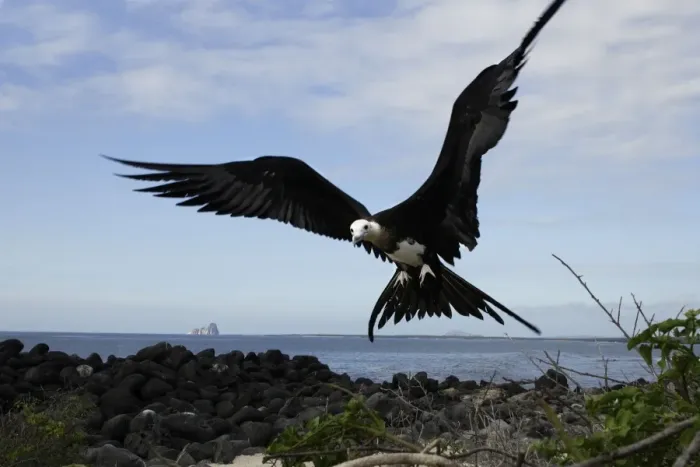 Framed Print : Great Frigatebird. Isla Lobos. Galapagos Islands Framed Print : Great Frigatebird. Isla Lobos. Galapagos Islands