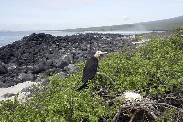 Great Frigatebird. Isla Lobos - Galapagos Islands