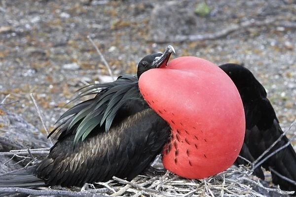 Great Frigatebird. Male displaying, inflated throat