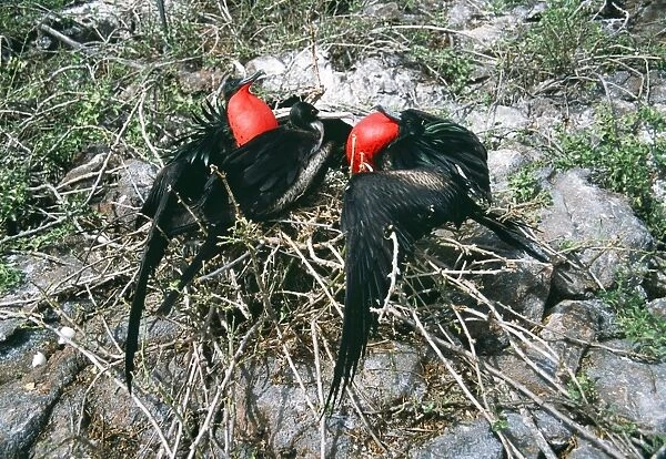 Great Frigatebird - two males courting the same female