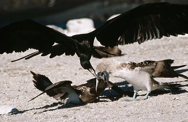 Great Frigatebird - trying to steal food as a Blue-footed