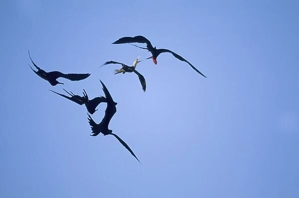Great Frigatebirds - chasing Red Footed Booby (Sula sula)
