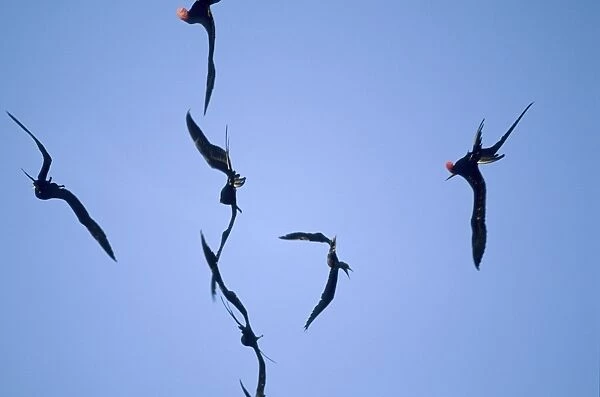 Great Frigatebirds chasing Red Footed Booby (Sula sula) Tower Island (Genovesa), Galapagos BI004852