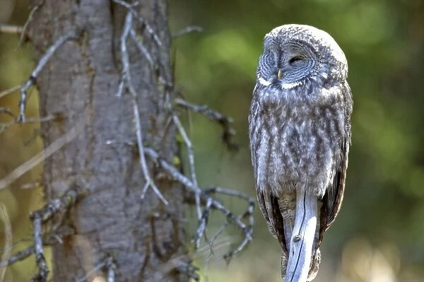 Great gray owl Roosting on dead branch Yellowstone NP USA