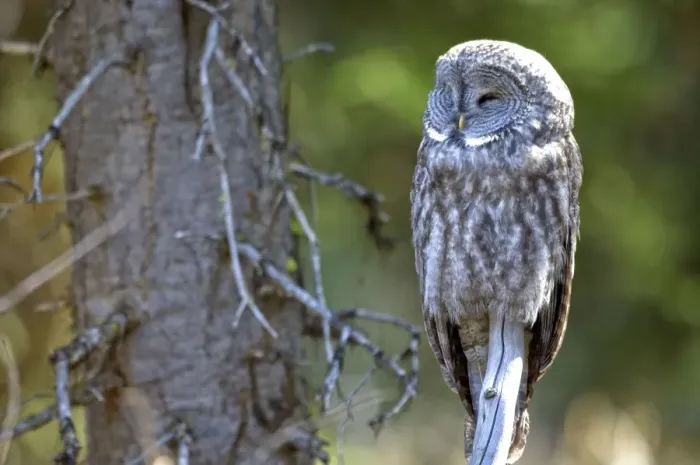 Framed Print : Great gray owl Roosting on dead branch Yellowstone NP USA Framed Print : Great gray owl Roosting on dead branch Yellowstone NP USA