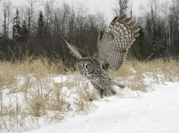 Great Gray Owl - Standing 27 in tall with a wingspan of 52 inches this is our longest owl. When vole populations crash in the boreal forests where they nest they often move south in search of food