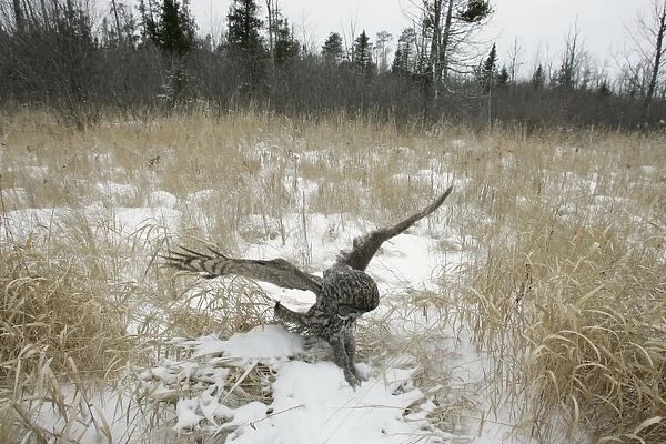 Great Gray Owl - Standing 27 in tall with a wingspan of 52 inches this is our longest owl. When vole populations crash in the boreal forests where they nest they often move south in search of food