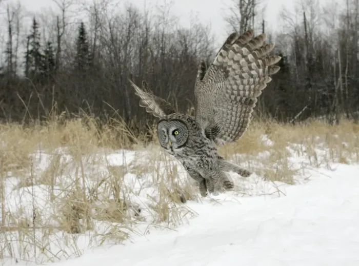 Framed Print : Great Gray Owl - Standing 27 in tall with a wingspan of 52 inches this is our longest owl. When vole populations crash in the boreal forests where they nest they often move south in search of food Framed Print : Great Gray Owl - Standing 27 in tall with a wingspan of 52 inches this is our longest owl. When vole populations crash in the boreal forests where they nest they often move south in search of food
