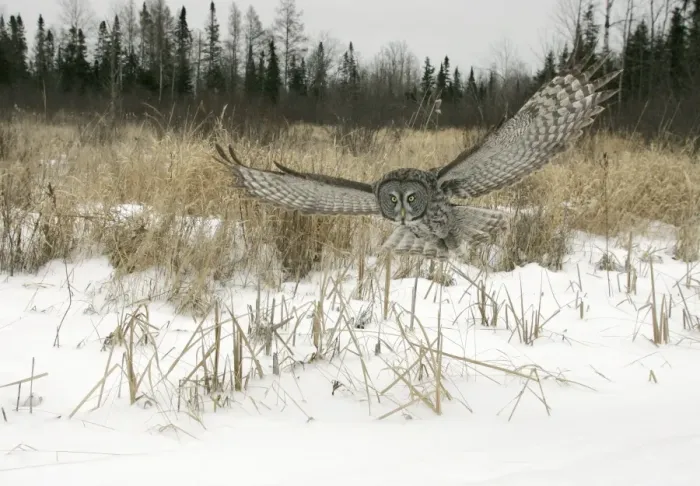 Framed Print : Great Gray Owl - Standing 27 in tall with a wingspan of 52 inches this is our longest owl. When vole populations crash in the boreal forests where they nest they often move south in search of food Framed Print : Great Gray Owl - Standing 27 in tall with a wingspan of 52 inches this is our longest owl. When vole populations crash in the boreal forests where they nest they often move south in search of food