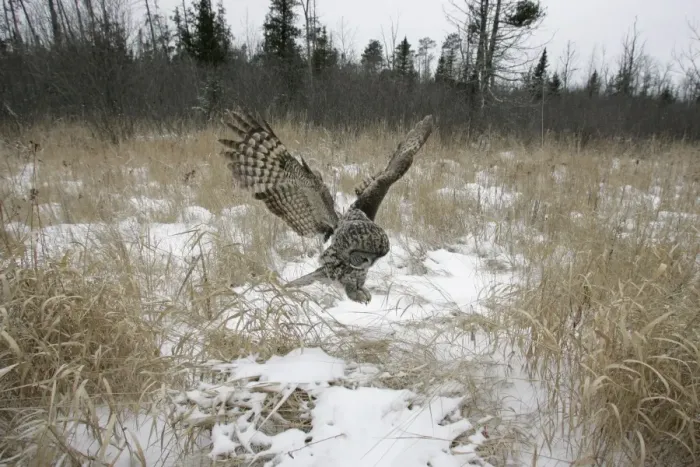 Framed Print : Great Gray Owl - Standing 27 in tall with a wingspan of 52 inches this is our longest owl. When vole populations crash in the boreal forests where they nest they often move south in search of food Framed Print : Great Gray Owl - Standing 27 in tall with a wingspan of 52 inches this is our longest owl. When vole populations crash in the boreal forests where they nest they often move south in search of food