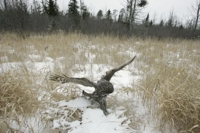 Framed Print : Great Gray Owl - Standing 27 in tall with a wingspan of 52 inches this is our longest owl. When vole populations crash in the boreal forests where they nest they often move south in search of food Framed Print : Great Gray Owl - Standing 27 in tall with a wingspan of 52 inches this is our longest owl. When vole populations crash in the boreal forests where they nest they often move south in search of food