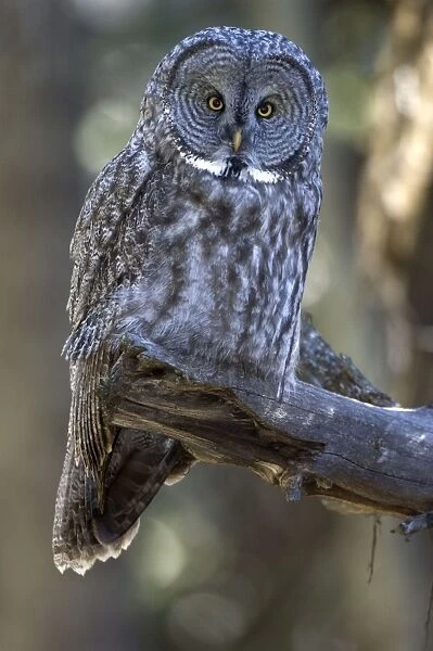 Great gray owl Front view sitting on branch Yellowstone NP USA