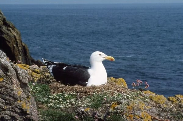 Great  /  Greater Black-backed Gull - at nest