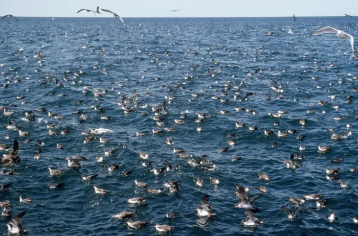 Framed Print : Great / Greater Shearwater Framed Print : Great / Greater Shearwater