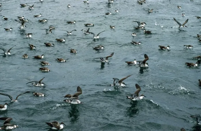 Framed Print : Great / Greater Shearwater Framed Print : Great / Greater Shearwater