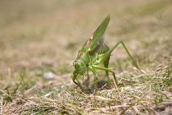 Great Green Bush Cricket - egg laying - Cornwall - UK