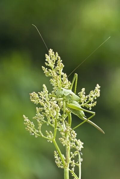 Great Green Bush Cricket - Immature female - Aggtelek National Park Hungary