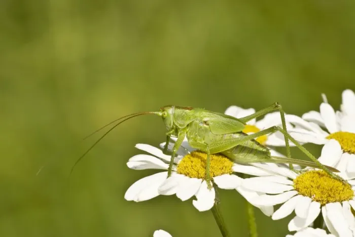 Framed Print : Great Green Bush Cricket - Immature female - resting on flowers - Bukk National Park - Hungary Framed Print : Great Green Bush Cricket - Immature female - resting on flowers - Bukk National Park - Hungary
