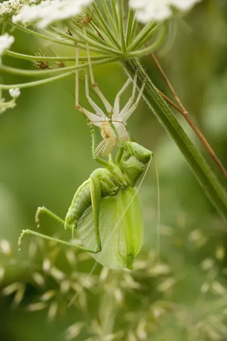 Framed Print : Great Green Bush-Cricket (Tettigonia viridissima) - final instar male emerging from its nymphal case. Uncommon in UK Framed Print : Great Green Bush-Cricket (Tettigonia viridissima) - final instar male emerging from its nymphal case. Uncommon in UK