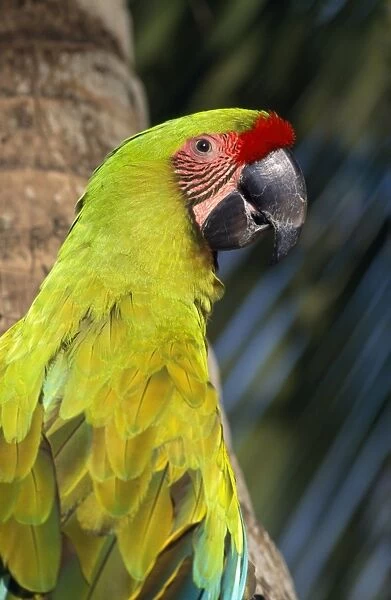 Great Green Macaw  /  Buffon's Macaw Honduras to Ecuador