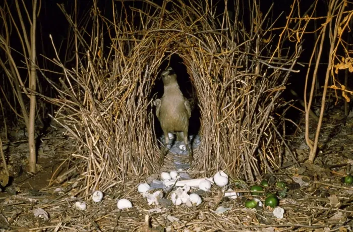 Framed Print : Great Grey Bowerbird Australia Framed Print : Great Grey Bowerbird Australia