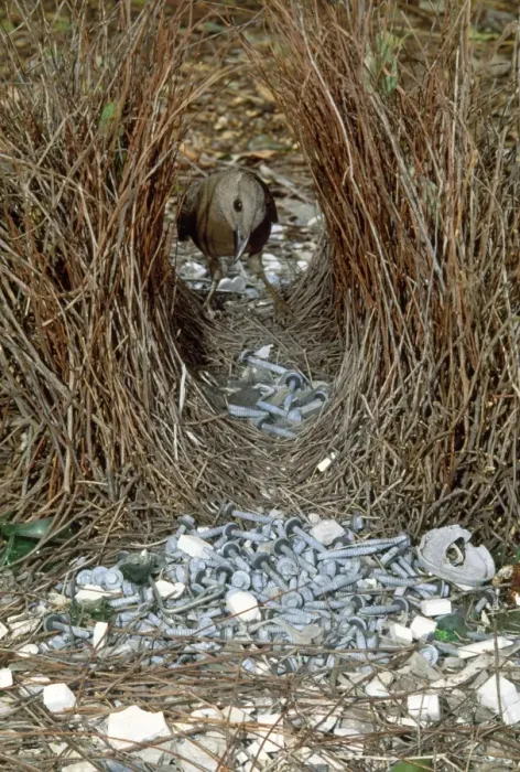 Framed Print : Great Grey Bowerbird - male re-arranging around bower. Note screws, glass & plastic complementing natural decorations. Kakadu National Park, Northern Territory Australia Framed Print : Great Grey Bowerbird - male re-arranging around bower. Note screws, glass & plastic complementing natural decorations. Kakadu National Park, Northern Territory Australia