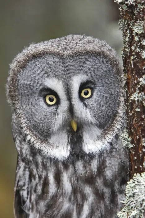Framed Print : Great Grey Owl Framed Print : Great Grey Owl