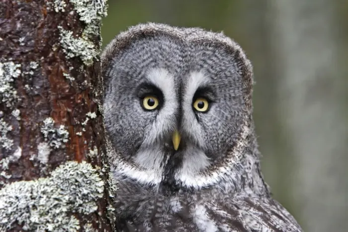 Framed Print : Great Grey Owl Framed Print : Great Grey Owl
