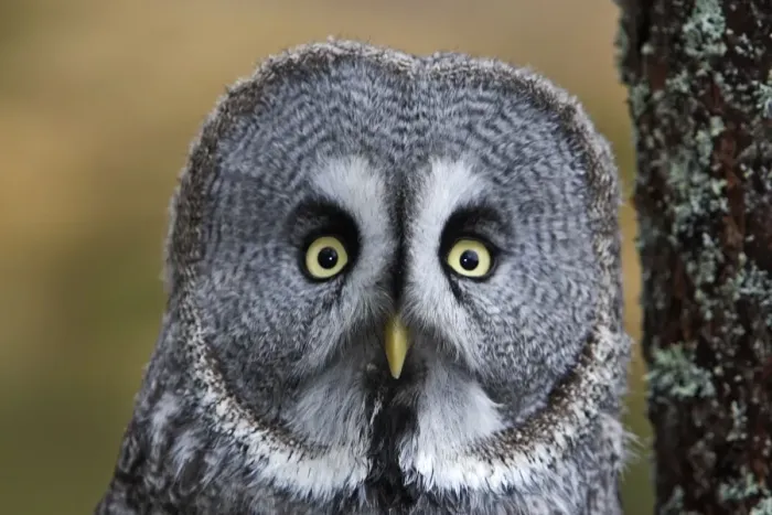 Framed Print : Great Grey Owl Framed Print : Great Grey Owl