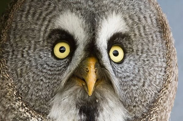 Great grey owl - Adult, close-up of face