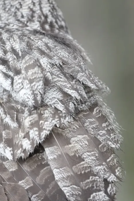 Framed Print : Great Grey Owl - close-up of feathers Framed Print : Great Grey Owl - close-up of feathers