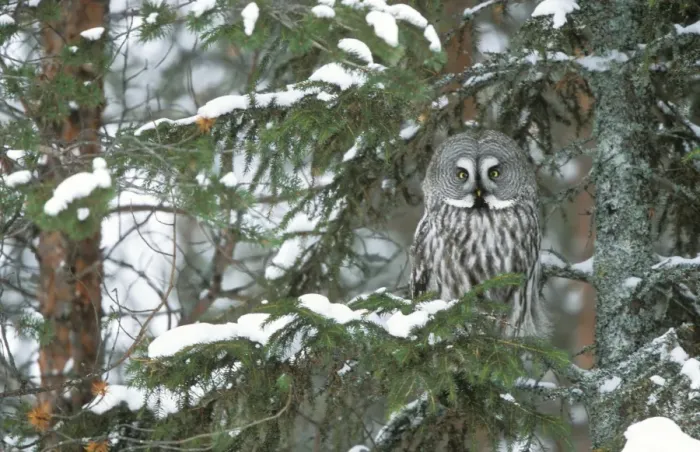 Framed Print : Great Grey Owl - Finland Framed Print : Great Grey Owl - Finland