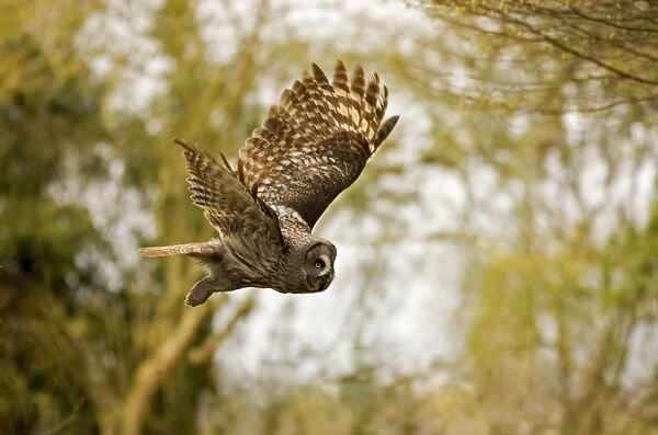 Great Grey Owl In flight in woodland North-Eastern Europe