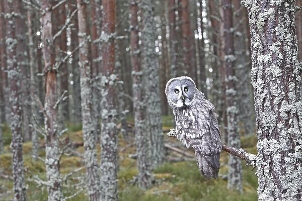 Great Grey Owl - perched on branch