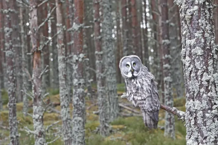 Framed Print : Great Grey Owl - perched on branch Framed Print : Great Grey Owl - perched on branch