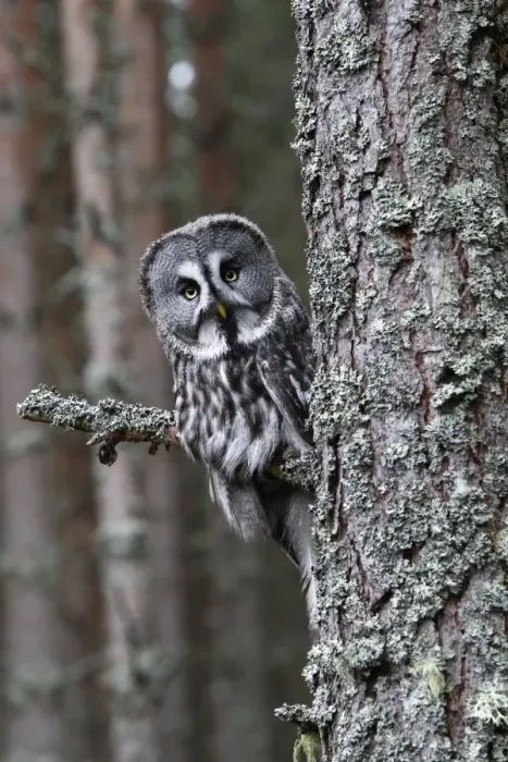 Framed Print : Great Grey Owl - perched on branch Framed Print : Great Grey Owl - perched on branch