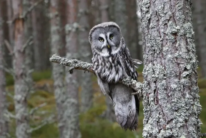 Framed Print : Great Grey Owl - perched on branch Framed Print : Great Grey Owl - perched on branch