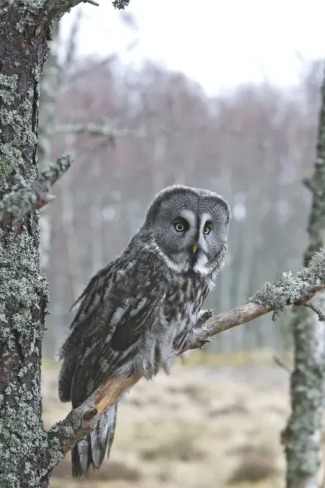 Framed Print : Great Grey Owl - perched on branch Framed Print : Great Grey Owl - perched on branch