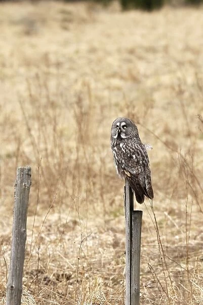 Great Grey Owl - perched on post - Sweden