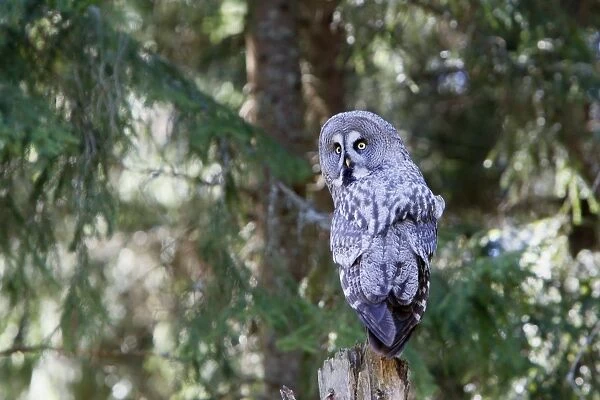 Great Grey Owl - perched on post - Sweden