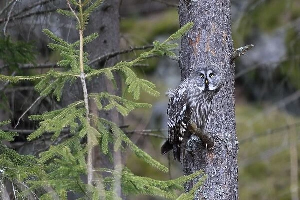 Great Grey Owl - perched in tree - Sweden
