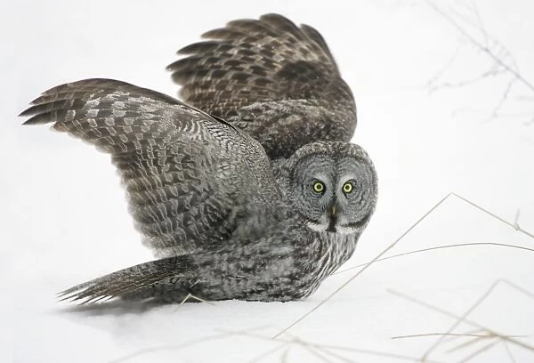 Great Grey Owl - Standing 27 in tall with a wingspan of 52 inches this is USA's longest owl. When vole populations crash in the boreal forests where they nest they often move south in search of food
