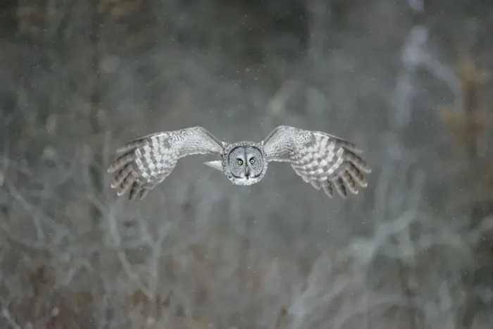 Framed Print : Great Grey Owl - Standing 27 in tall with a wingspan of 52 inches this is our longest owl. When vole populations crash in the boreal forests where they nest they often move south in search of food Framed Print : Great Grey Owl - Standing 27 in tall with a wingspan of 52 inches this is our longest owl. When vole populations crash in the boreal forests where they nest they often move south in search of food