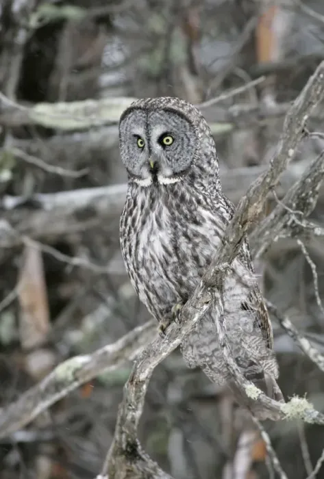 Framed Print : Great Grey Owl - Standing 27 in tall with a wingspan of 52 inches this is our longest owl. When vole populations crash in the boreal forests where they nest they often move south in search of food