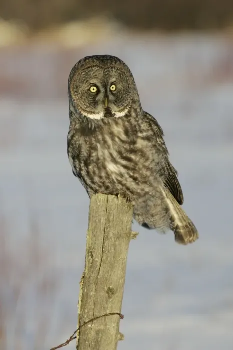 Framed Print : Great Grey Owl - Standing 27 in tall with a wingspan of 52 inches this is our longest owl. When vole populations crash in the boreal forests where they nest they often move south in search of food Framed Print : Great Grey Owl - Standing 27 in tall with a wingspan of 52 inches this is our longest owl. When vole populations crash in the boreal forests where they nest they often move south in search of food