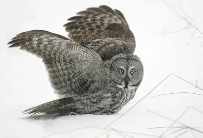 Framed Print : Great Grey Owl - Standing 27 in tall with a wingspan of 52 inches this is USA's longest owl. When vole populations crash in the boreal forests where they nest they often move south in search of food Framed Print : Great Grey Owl - Standing 27 in tall with a wingspan of 52 inches this is USA's longest owl. When vole populations crash in the boreal forests where they nest they often move south in search of food