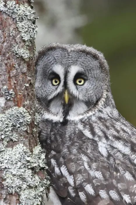 Framed Print : Great Grey Owl - by tree Framed Print : Great Grey Owl - by tree